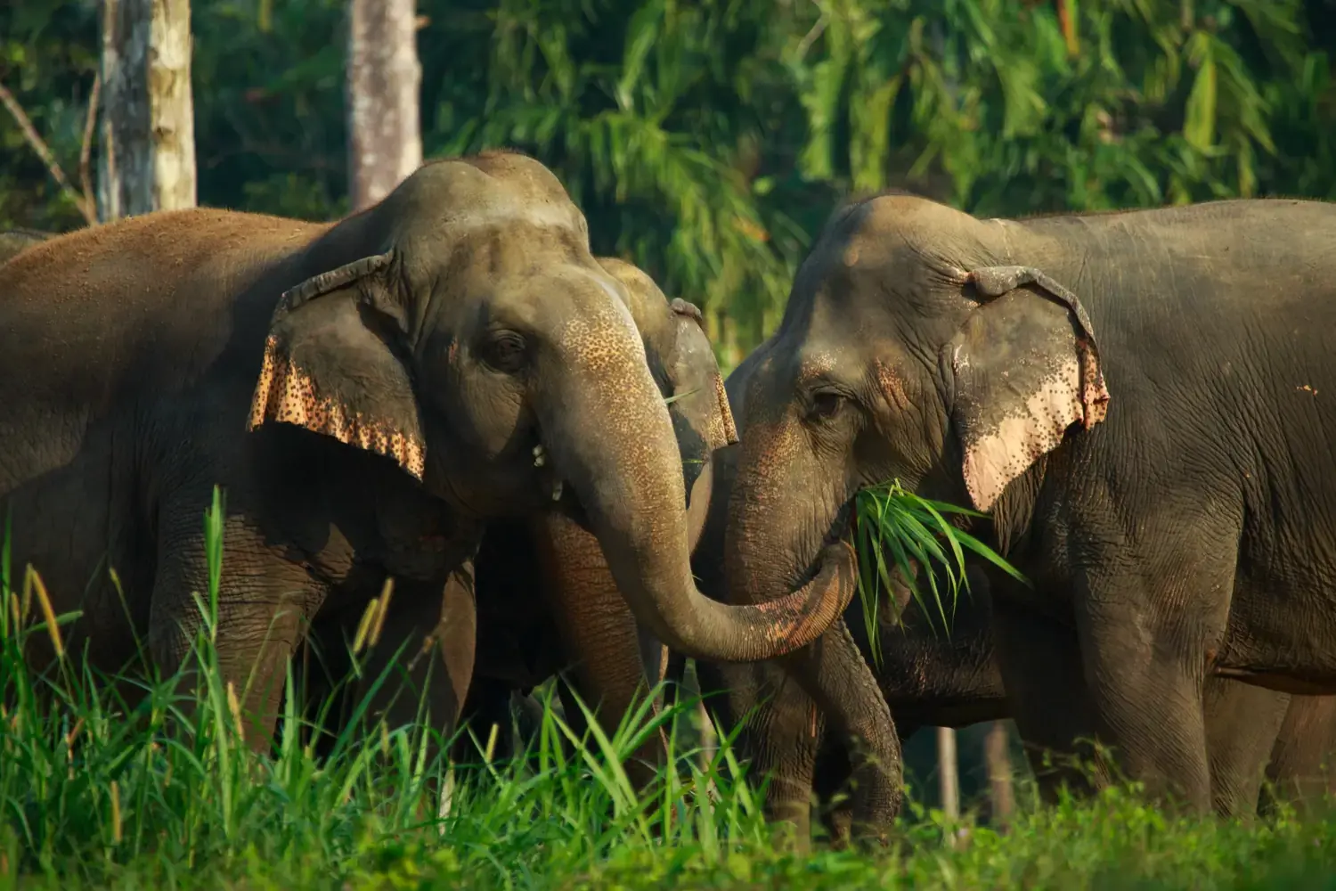 13 Ethical Elephant Experience At Elephant Hills Luxury Tented Camp Khao Sok National Park Thailand No Elephant Riding Or Trekking